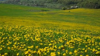 Çayır çiçek açan dandelions tam