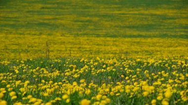 Çayır çiçek açan dandelions tam