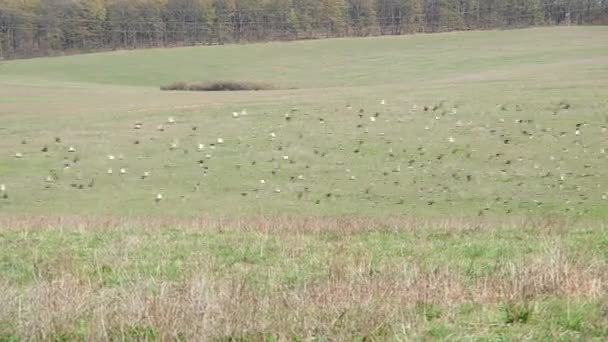 Flock of birds in the field — Stock Video