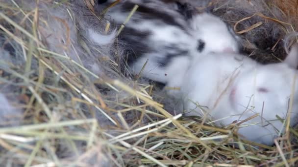 Kleine konijntje in nest — Stockvideo