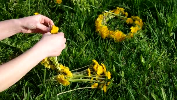 Knitting wreath of dandelions — Stock Video