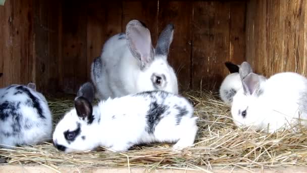 Kleine konijntje in nest — Stockvideo