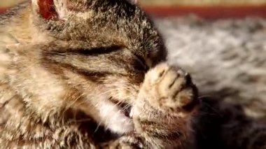 kendini temizleme kedi