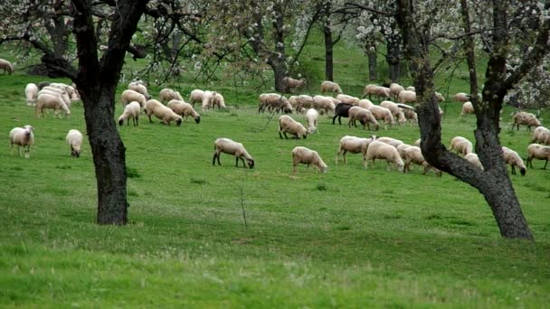 Gregge di pecore pascola in un prato — Video Stock