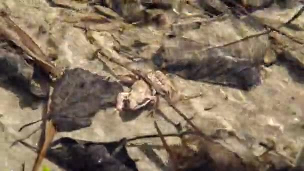 Common Frog in the river — Stock Video
