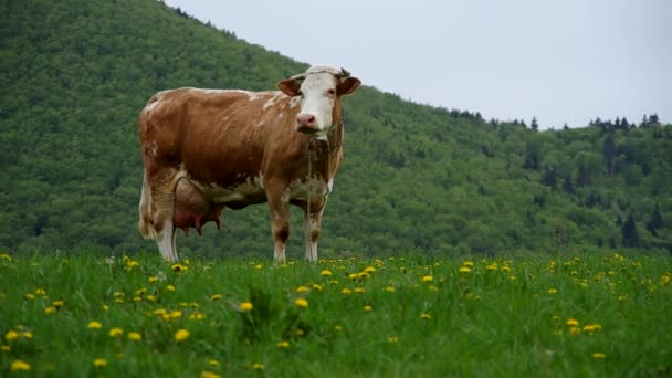 Коровы на лугу — стоковое видео