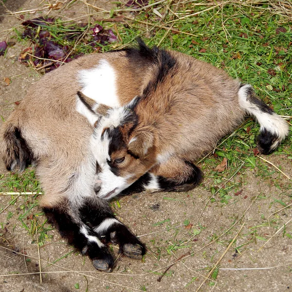 Small young goat — Stock Photo, Image