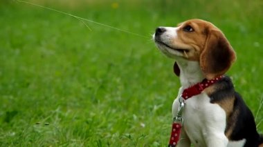 Beagle yavru yeşil çimenlerin üzerinde