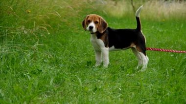 Beagle yavru yeşil çimenlerin üzerinde