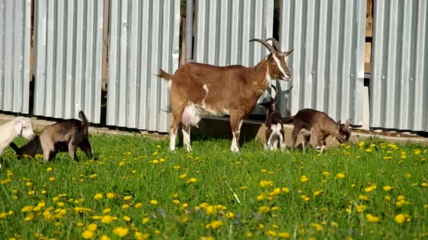 Goat mother and small goat — Stock Video