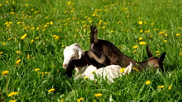 Dos cabras pequeñas y jóvenes en la hierba — Vídeo de stock