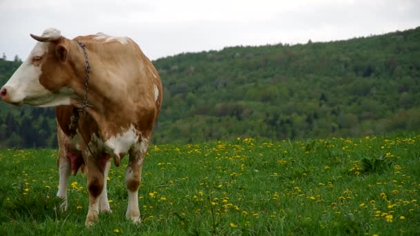 Vacas en el prado — Vídeo de stock