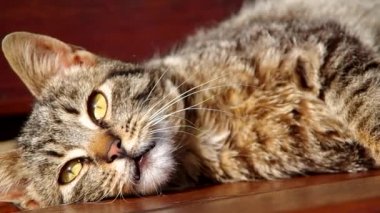 Salıncakta dinlenme kedi