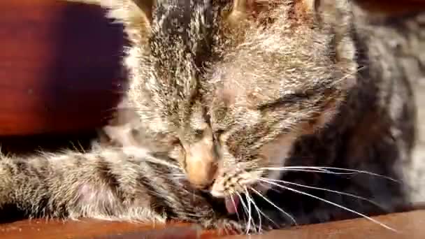 Кот чистит себя — стоковое видео
