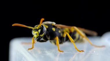 Siyah bir arka planda eşek arısı uyanıyor ve temizliyor.