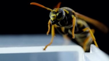 Siyah bir arka planda eşek arısı uyanıyor ve temizliyor.