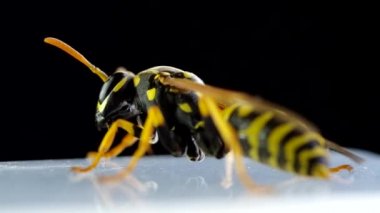 Siyah bir arka planda eşek arısı uyanıyor ve temizliyor.