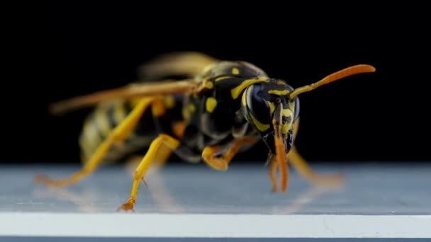 Wasp Černém Pozadí Probudí Vyčistí — Stock video