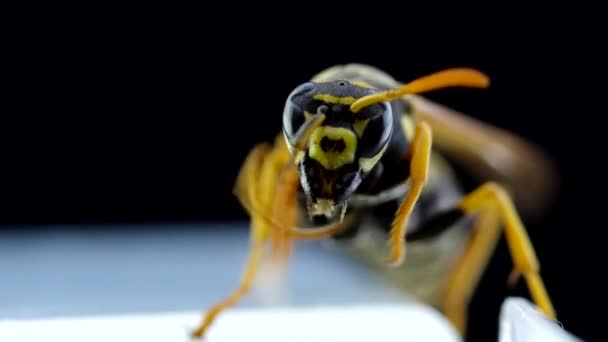 Wasp Černém Pozadí Probudí Vyčistí — Stock video