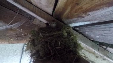 Kuş yuvaya çıkar.