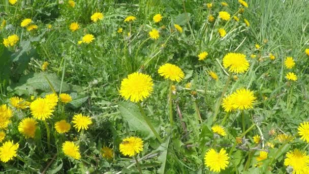Квітучі Жовті Кульбаби Лузі Бджоли Кульбабах — стокове відео
