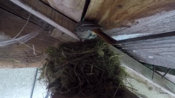 Bird Enters Nest — Stock Video