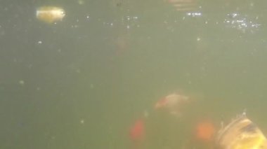 Koi sazan balığı, Japon balığı, gölette suyun altında.