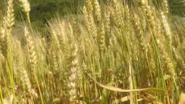 Yazın buğday tarlasından geçmek