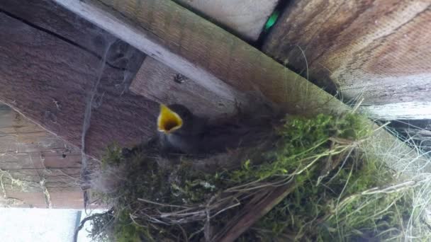 Two Young Birds Nest Waiting Feeding — Stock Video