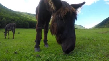 Çitin arkasında, çayırda eşekler.