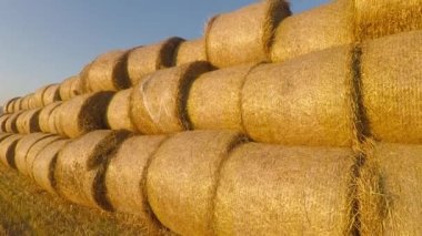 Yaz sonunda saman ve saman balyaları