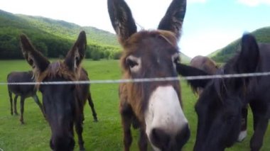Çitin arkasında, çayırda eşekler.