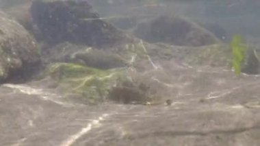 Denizin dibindeki deniz yaşamı manzarası