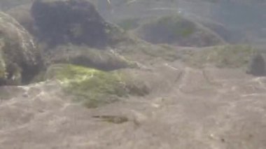 Denizin dibindeki deniz yaşamı manzarası