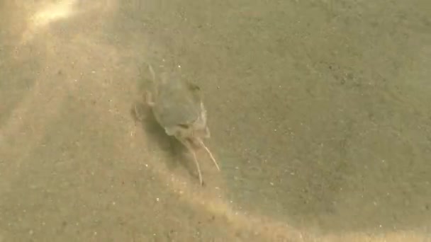 Pohled Mořského Kraba Černém Moři Písku — Stock video