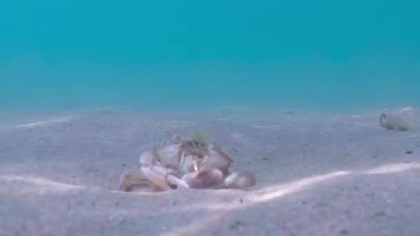 Crabe Mer Dans Mer Noire Ouvre Une Coquille — Video
