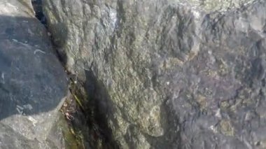 Deniz kıyısındaki kayaların arasında yengeç