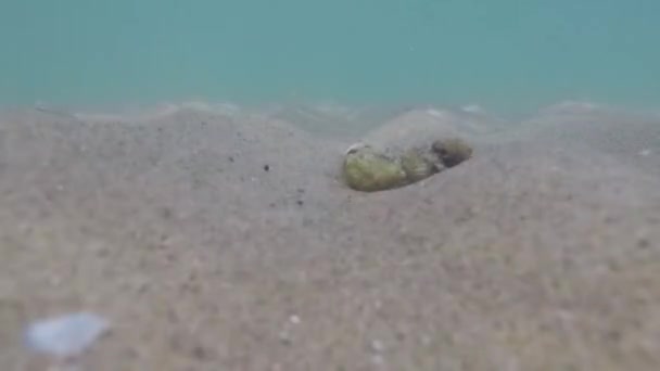 Μικρά Καβούρια Στον Βυθό Της Θάλασσας — Αρχείο Βίντεο