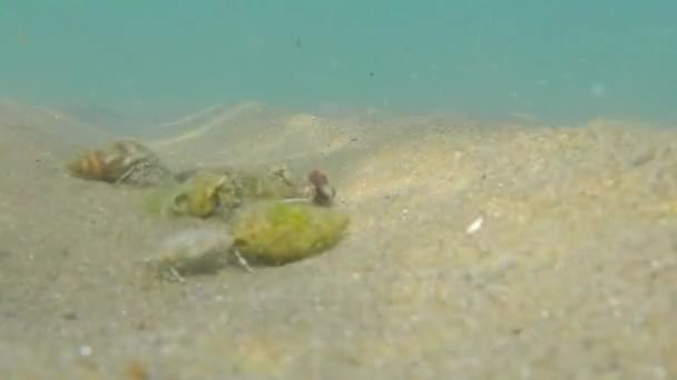 Pequenos Caranguejos Marinhos Fundo Mar — Vídeo de Stock