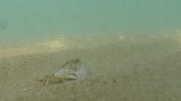 Crabe Mer Dans Mer Noire Avec Une Coquille — Video