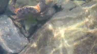 Deniz yengeci denizin altındaki kayaların arasında