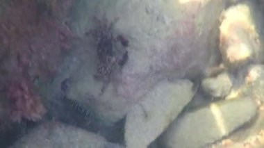 Denizin altındaki bir kayanın üzerindeki yengeç yosunlarla beslenir.