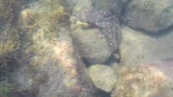 Θαλασσινό Καβούρι Ανάμεσα Στα Βράχια Κάτω Από Θάλασσα — Αρχείο Βίντεο