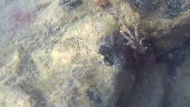 Een Zeekrab Een Rots Onder Zee Voedt Zich Met Algen — Stockvideo