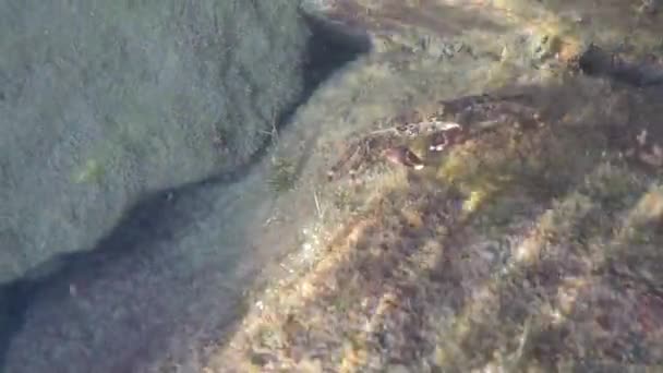 Sea Crab Rock Sea Feeds Algae — Stock Video