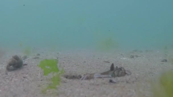 Grund Des Schwarzen Meeres Graben Sich Zwei Meereskrebse Aus Dem — Stockvideo
