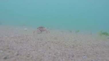 Karadeniz 'de bir yengeç bir kabuk açar.