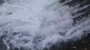 Şelaleye atlayan balıklar yumurtlamak için akıntıya karşı yüzerler.