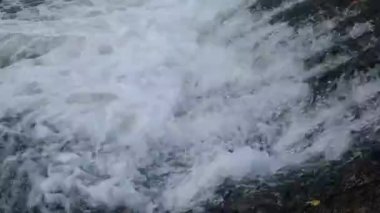 Şelaleye atlayan balıklar yumurtlamak için akıntıya karşı yüzerler.