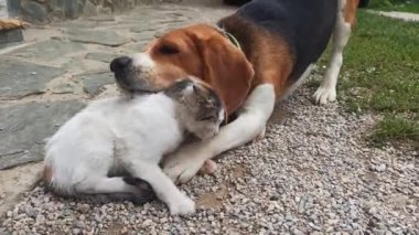 Bir av köpeği ve küçük bir kedi oynuyorlar.